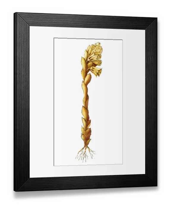 Framed Print : Monotropa hypopitys -- called Dutchmans pipe, false beech-drops, pinesap, or yellow Framed Print : Monotropa hypopitys -- called Dutchmans pipe, false beech-drops, pinesap, or yellow