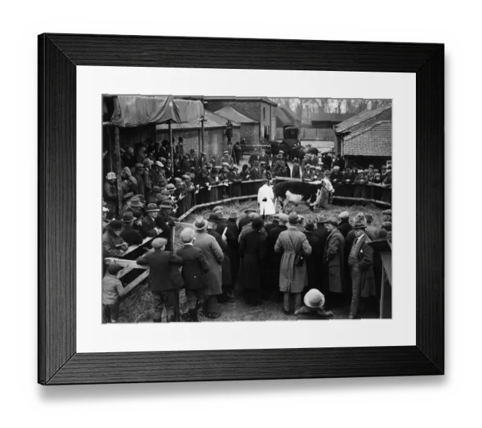 Framed Print : Farm Sale. 1926: A cow being auctioned during a sale of the Kings fat stock Framed Print : Farm Sale. 1926: A cow being auctioned during a sale of the Kings fat stock