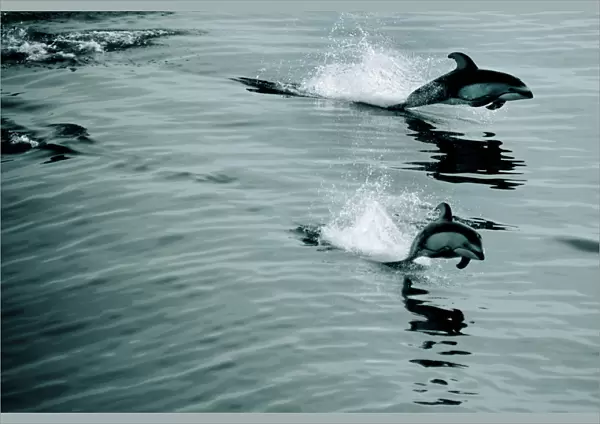 Group of porpoises