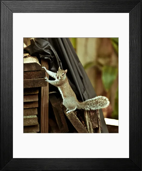 Framed Print : Squirrel caught in the act of trying to climb and grab some food Framed Print : Squirrel caught in the act of trying to climb and grab some food