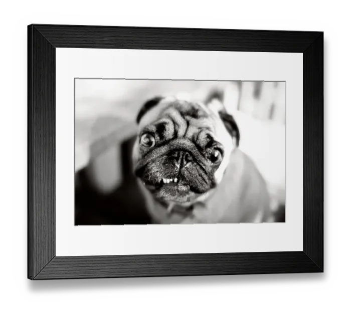 Framed Print : Pug portrait, ugly in a cute sort of way Framed Print : Pug portrait, ugly in a cute sort of way
