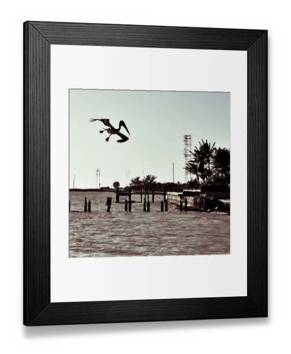 Framed Print : Pelican in mid flight Framed Print : Pelican in mid flight