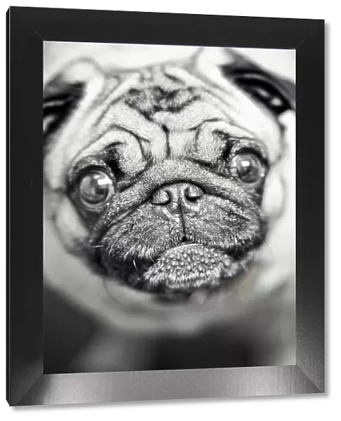 Puppy pug. close up view of a pug, a small breed of dog with a wrinkly, short muzzled face