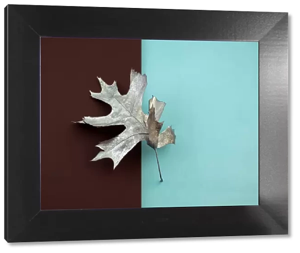 Painted silver oak leaf on brown and blue color blocked background