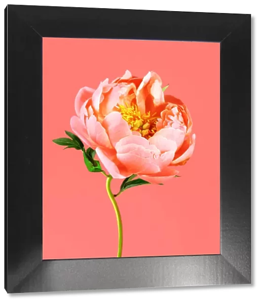 Peony on coral background