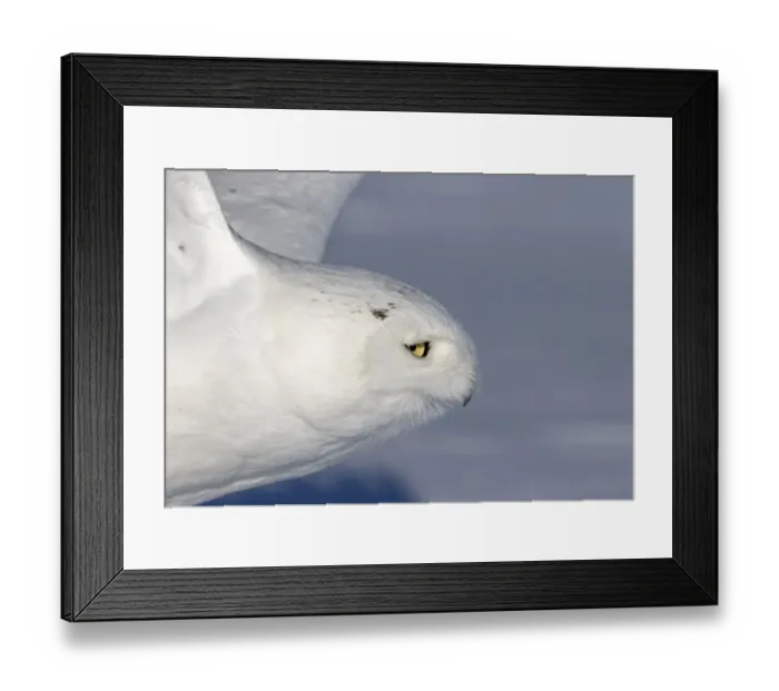 Framed Print : male snowy owl taking off to hunt in a Canadian winter Framed Print : male snowy owl taking off to hunt in a Canadian winter