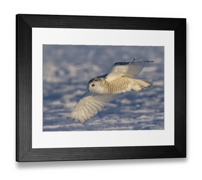 Framed Print : Female Snowy owl flying low hunting over the snow in Canada Framed Print : Female Snowy owl flying low hunting over the snow in Canada