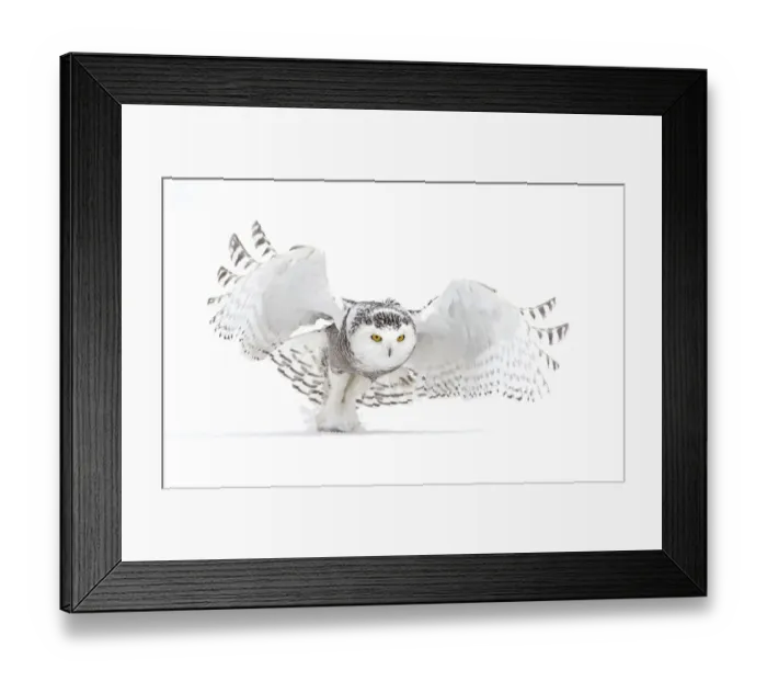 Framed Print : Snowy owl (Bubo scandiacus) lifts off to hunt over a snow covered field in Canada Framed Print : Snowy owl (Bubo scandiacus) lifts off to hunt over a snow covered field in Canada