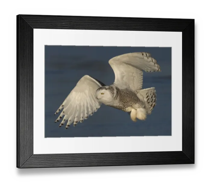 Framed Print : Snowy owl (Bubo scandiacus) flies low hunting over an open snowy field in Canada