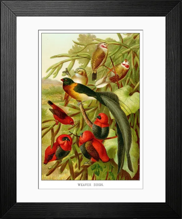 Framed Print : Weaverbirds
