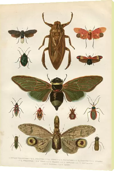 Insects cicada bug beetle 1881