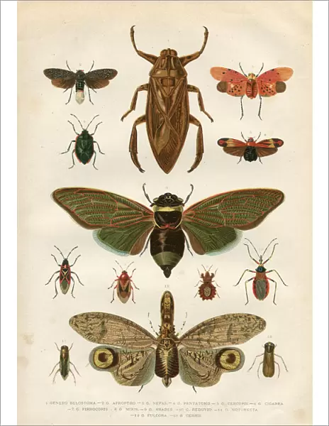 Insects cicada bug beetle 1881