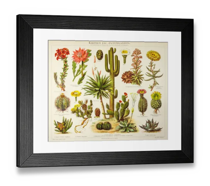 Framed Print : Cactus engraving 1895 Framed Print : Cactus engraving 1895
