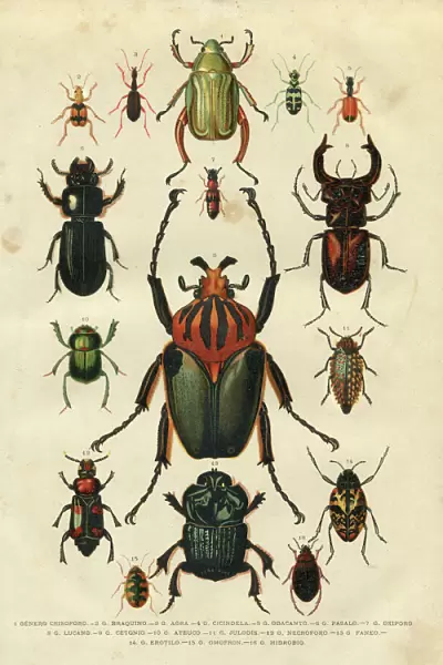 Beetle insect illustration 1881