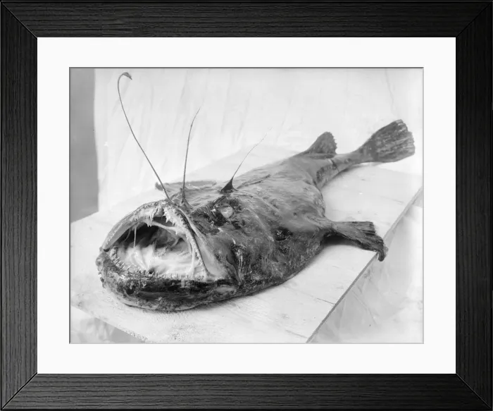 Framed Print : Anglerfish Framed Print : Anglerfish