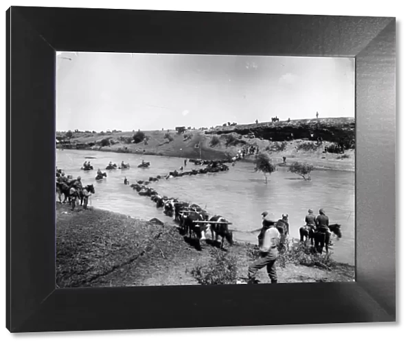 Boer War. circa 1900: Bullock wagon crossing drift