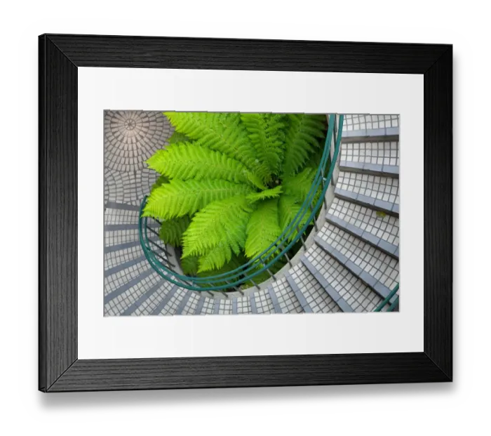Framed Print : Big green fern in the middle of a curved stairwell