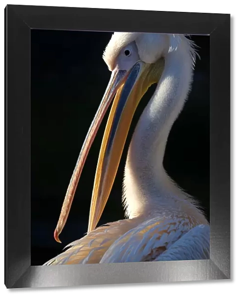Great white pelican (Pelecanus onocrotalus), animal portrait, captive, Germany