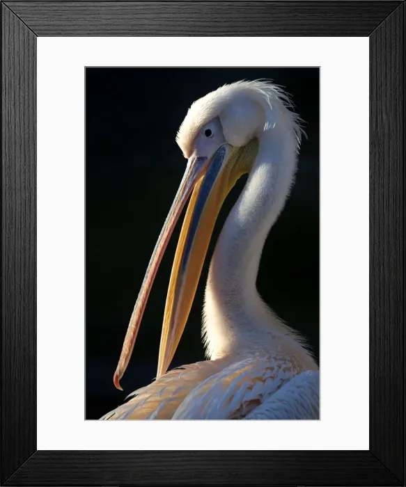 Framed Print : Great white pelican (Pelecanus onocrotalus), animal portrait, captive, Germany Framed Print : Great white pelican (Pelecanus onocrotalus), animal portrait, captive, Germany