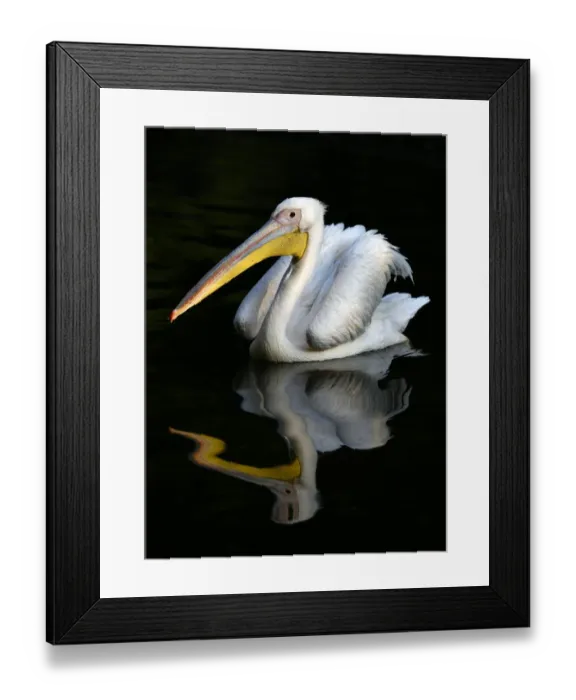 Framed Print : Great white pelican (Pelecanus onocrotalus), reflection in the water, captive, Germany Framed Print : Great white pelican (Pelecanus onocrotalus), reflection in the water, captive, Germany
