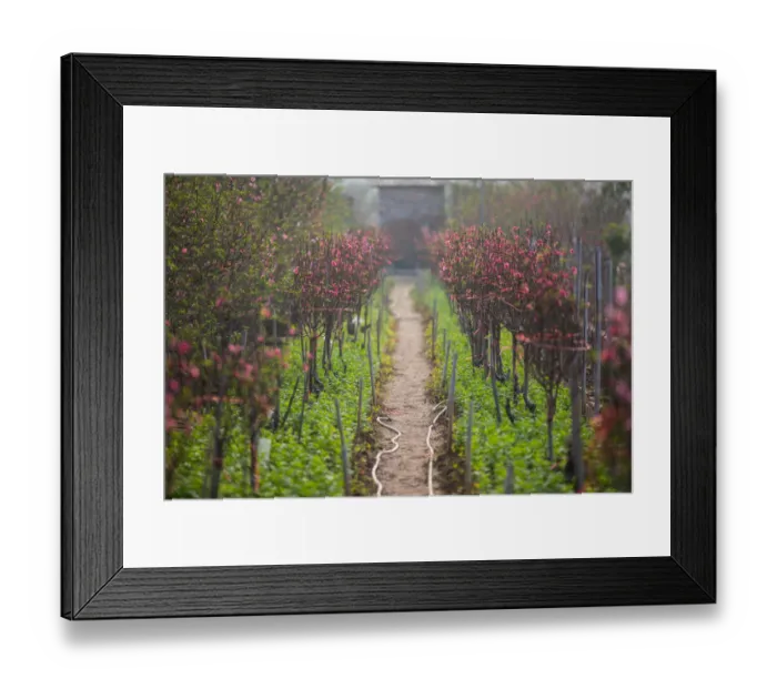 Framed Print : Peach blossom farm in Hanoi Framed Print : Peach blossom farm in Hanoi