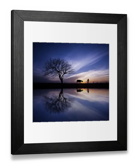 Framed Print : Reflection of man with water buffalo in morning dew Framed Print : Reflection of man with water buffalo in morning dew
