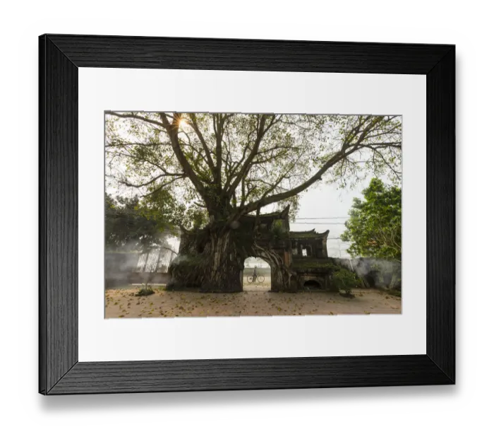 Framed Print : Vietnam - woman and bicycle going through a ancient village gate with banyan tree Framed Print : Vietnam - woman and bicycle going through a ancient village gate with banyan tree