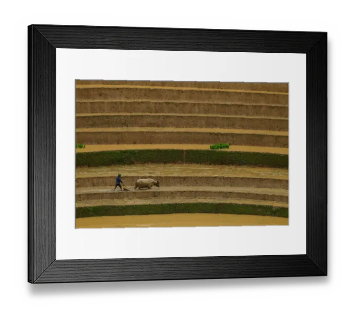 Framed Print : Man with buffalo in rice terrace paddies in North Vietnam Framed Print : Man with buffalo in rice terrace paddies in North Vietnam