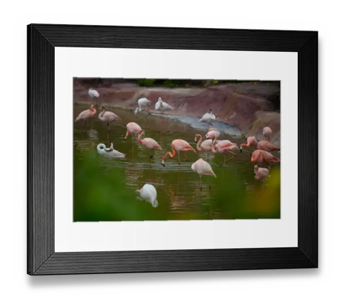 Framed Print : Flamingos Framed Print : Flamingos