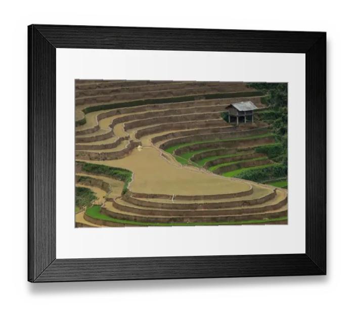 Framed Print : A lonely house in rice terrace paddies in North Vietnam Framed Print : A lonely house in rice terrace paddies in North Vietnam