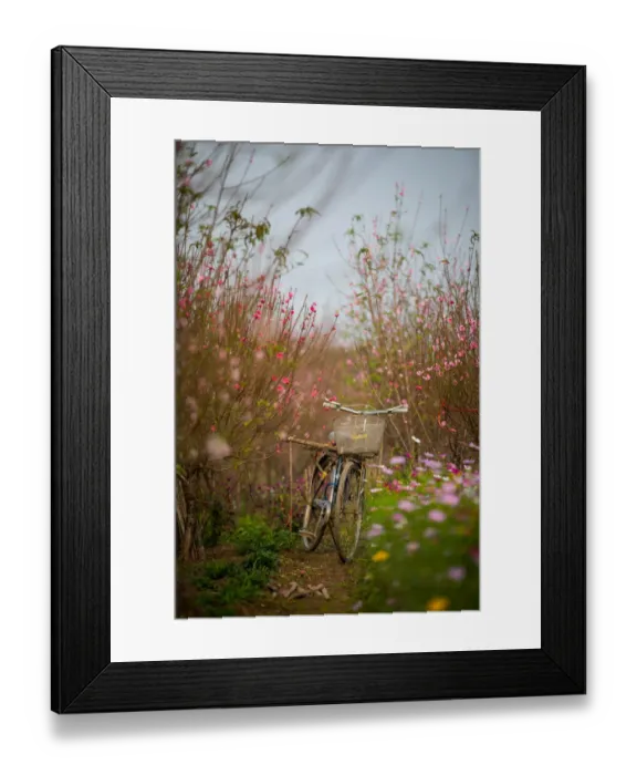 Framed Print : Peach blossom field, bicycle, vertical Framed Print : Peach blossom field, bicycle, vertical