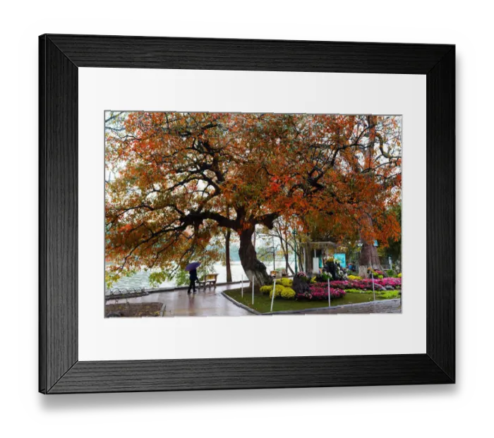 Framed Print : Hanoi Autumn, orange leaves tree, central of Hanoi, Hoan Kiem Lake Framed Print : Hanoi Autumn, orange leaves tree, central of Hanoi, Hoan Kiem Lake