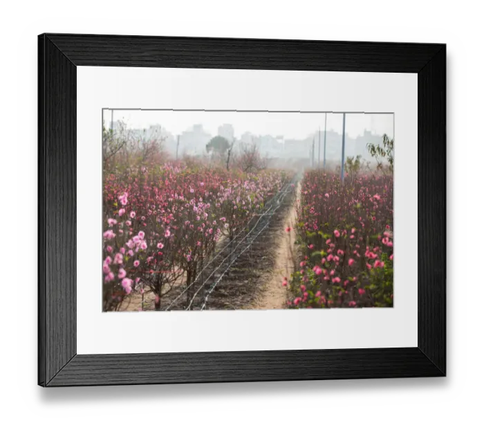 Framed Print : Peach blossom field on morning fog