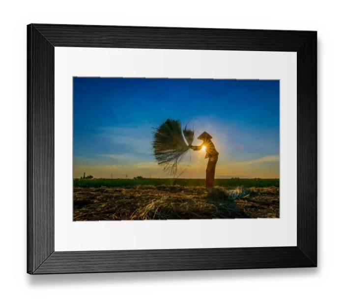 Framed Print : Woman harvesting rice by hand, sunstar, horizontal
