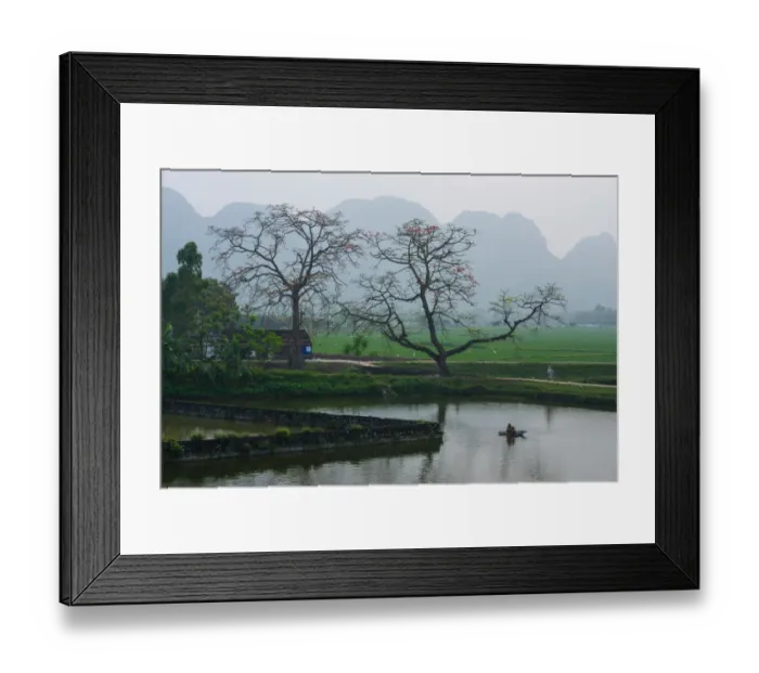 Framed Print : Bombax ceiba trees in My Duc, Hanoi, Vietnam Framed Print : Bombax ceiba trees in My Duc, Hanoi, Vietnam