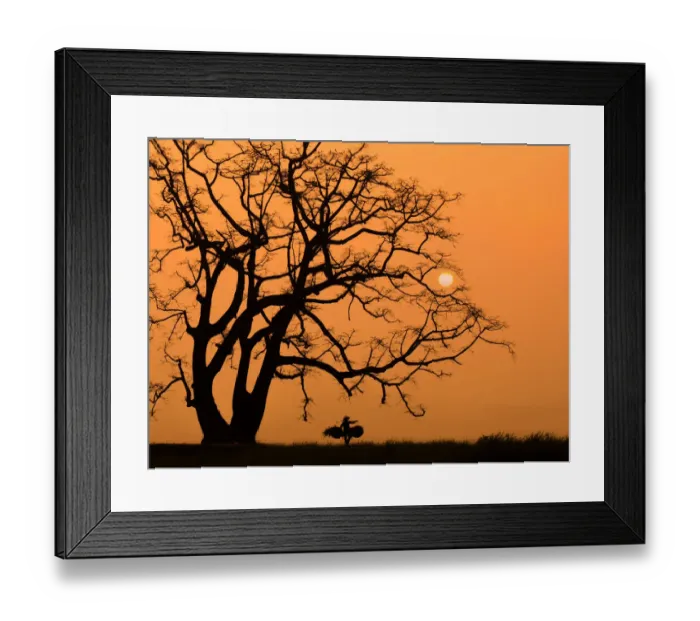 Framed Print : Vietnam - Silhouette of Tree and woman in sunset Framed Print : Vietnam - Silhouette of Tree and woman in sunset
