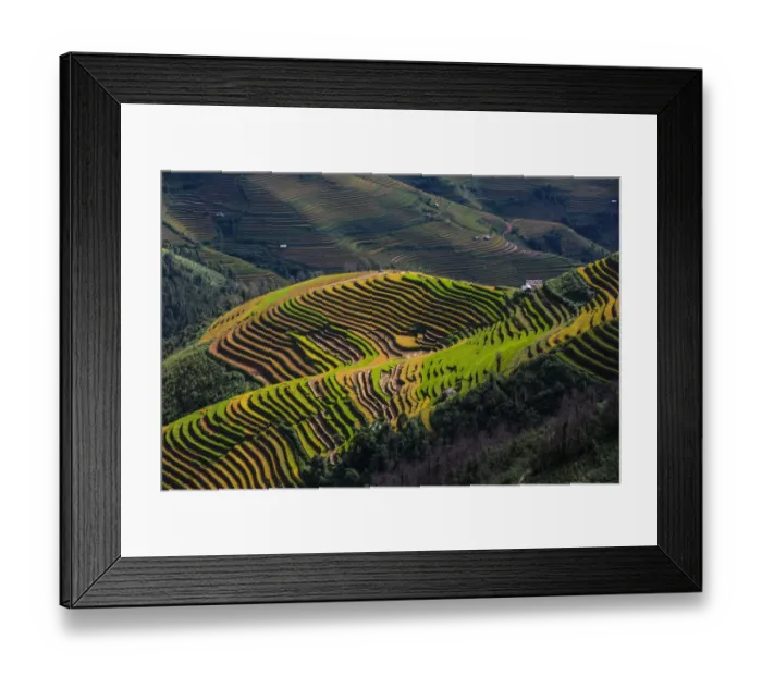 Framed Print : Vietnam - Mu Cang Chai rice terrace paddy landscape under sunlight Framed Print : Vietnam - Mu Cang Chai rice terrace paddy landscape under sunlight