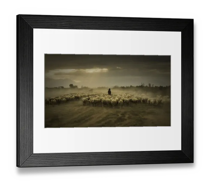 Framed Print : Vietnam - Phan Rang flock of sheeps Framed Print : Vietnam - Phan Rang flock of sheeps