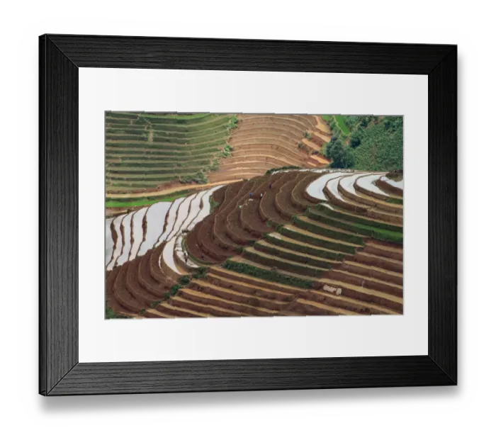 Framed Print : Water season in rice terrace paddies in North Vietnam Framed Print : Water season in rice terrace paddies in North Vietnam