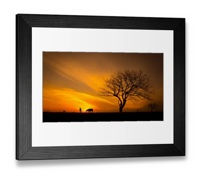 Framed Print : Silhouette Man with Buffalo near big tree, sunset