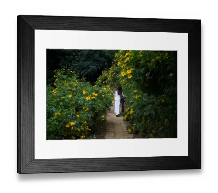 Framed Print : Ao Dai - Woman with bycicle walking between flower plant Framed Print : Ao Dai - Woman with bycicle walking between flower plant