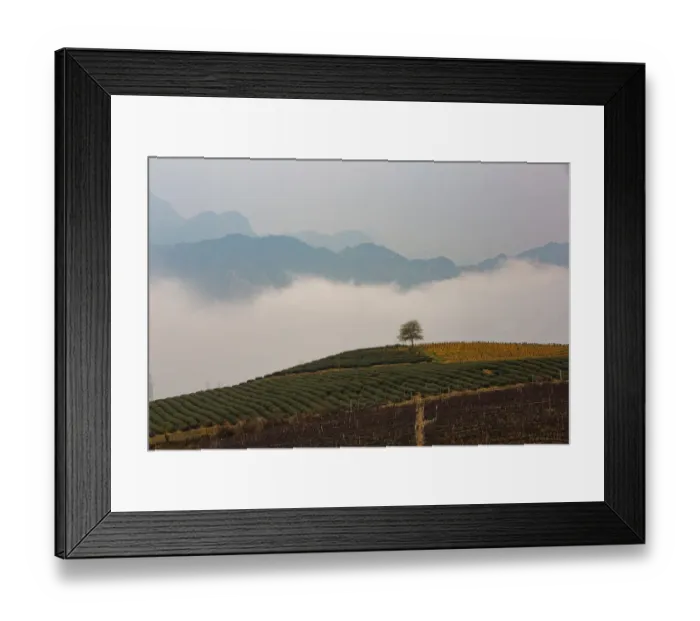 Framed Print : Lonely Tree in Sapa (Sa Pa), Vietnam Framed Print : Lonely Tree in Sapa (Sa Pa), Vietnam