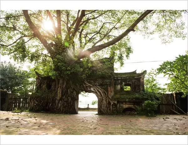Ancient Gate Cover by Banyan Tree