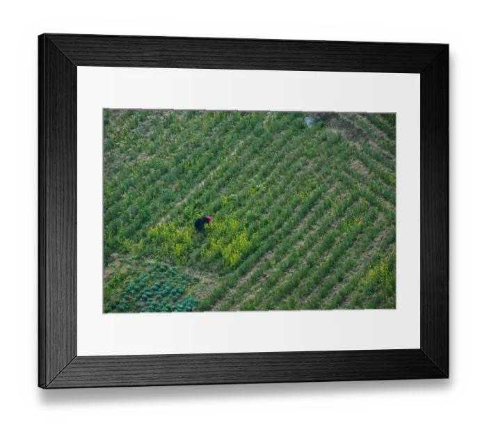 Framed Print : One person on a field, Vietnam