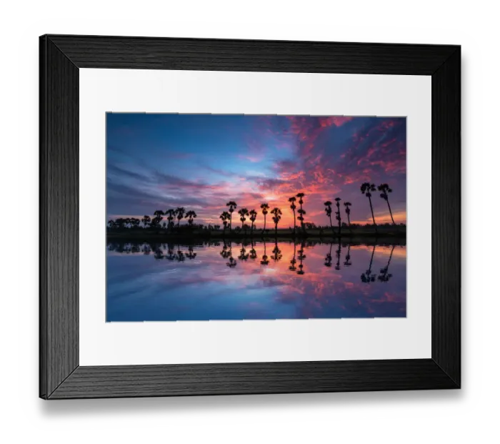Framed Print : Reflections of Jaggery Trees on Beautiful Sunrise Framed Print : Reflections of Jaggery Trees on Beautiful Sunrise
