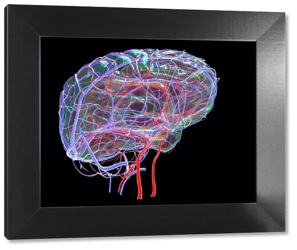 Brains blood supply, artwork
