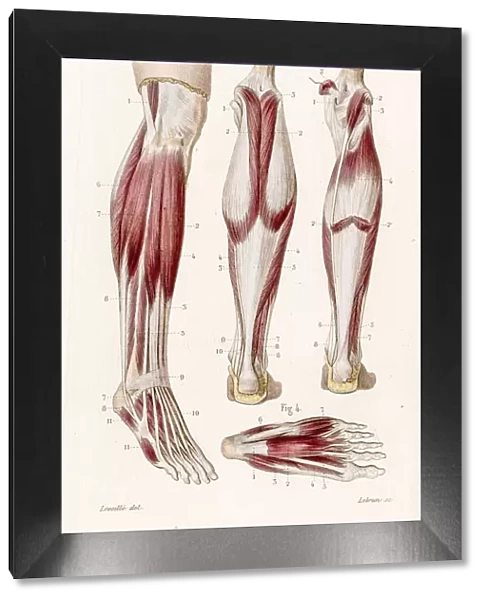 Muscle leg and foot anatomy engraving 1886