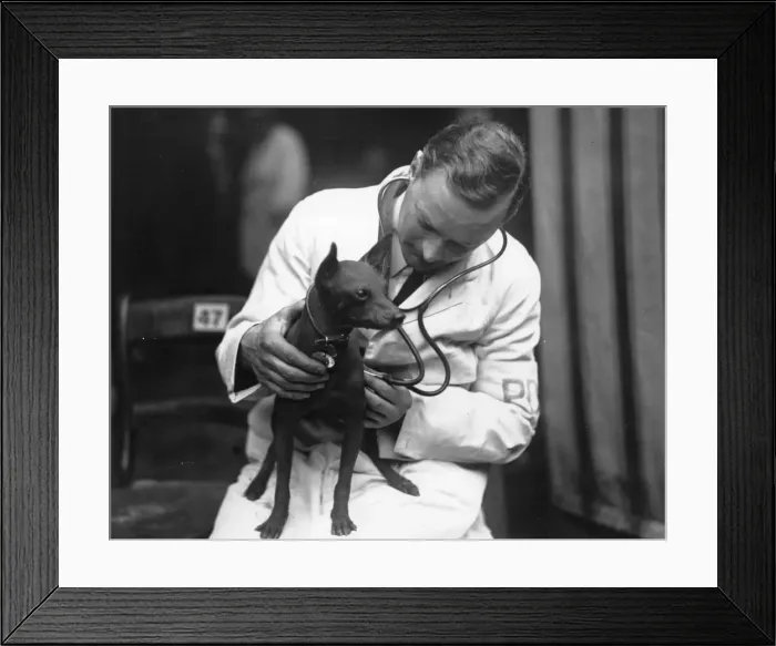 Framed Print : Vet Check. February 1928: A vet examining a dog entered for Crufts Dog Framed Print : Vet Check. February 1928: A vet examining a dog entered for Crufts Dog
