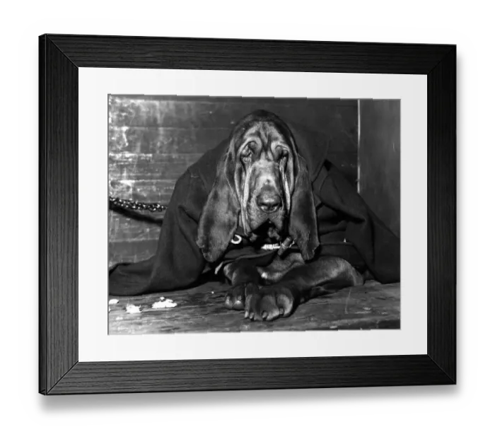 Framed Print : Chained Bloodhound