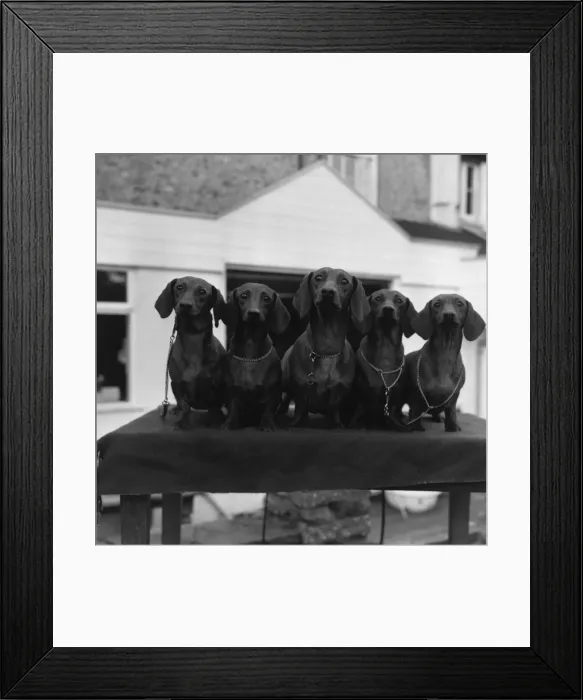 Framed Print : Dachshunds Framed Print : Dachshunds